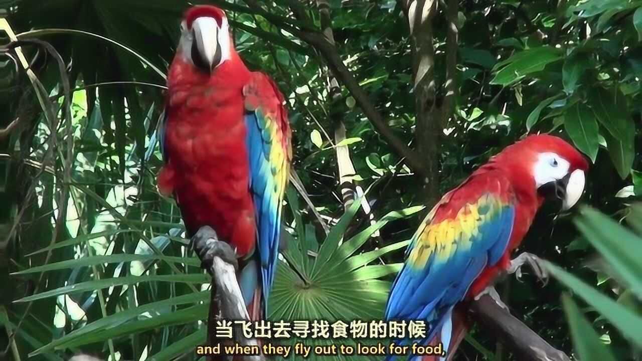 恐龙是否真的绝迹了?鸵鸟和各色鹦鹉真是恐龙的后裔吗?