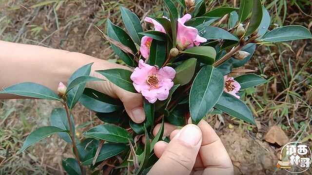 农村一种可以送女朋友的花,浑身是宝,这些用途你了解了吗?