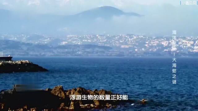 海洋探秘大海蛇之谜03