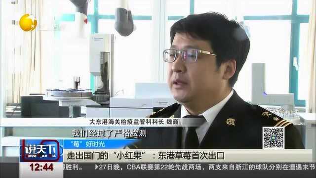 走出国门的“小红果”:东港草莓首次出口