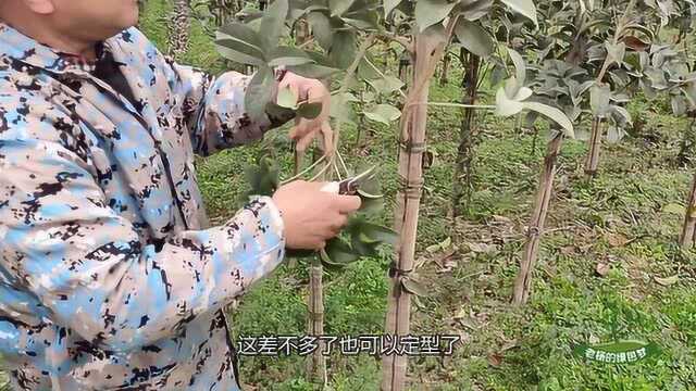 农村种什么树赚钱?三十多年种植经验告诉你,这个前景很不错