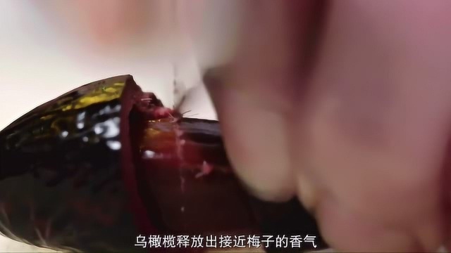 风味原产地: 咸水乌橄榄是潮汕料理中的佐味佳品