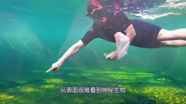 传说中的“水熊”?被称:地表最强生物!