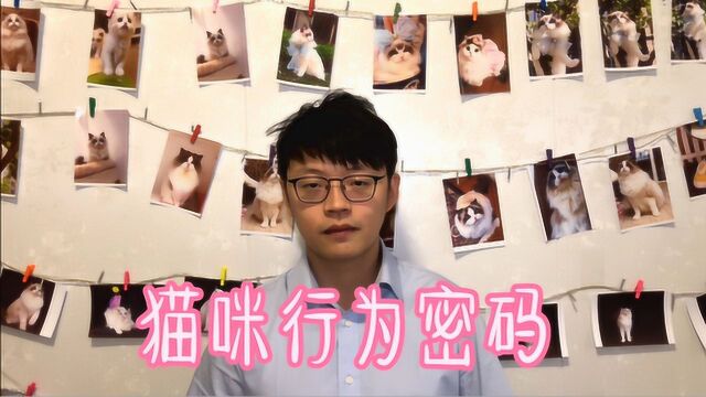 猫咪动作全知道,猫舍主浪浪与你分享你不知道的猫咪动作密码