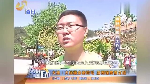 大妈在动物园内狂薅骆驼毛,监控拍戏丑陋行径,啥便宜都占?