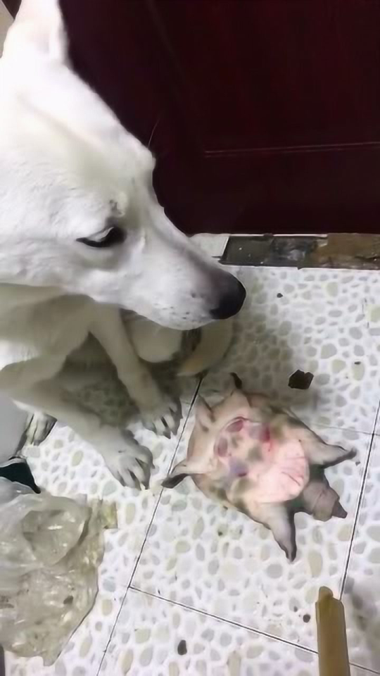 Thumbplayer Poster Plugin Image