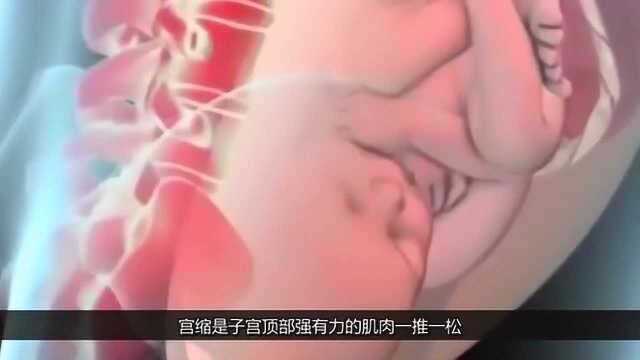 顺产分娩是怎样的?3D图动画还原分娩全程!看完没人笑得出来!