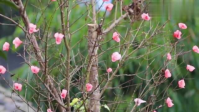 抖音学来的蜡烛花,制作花儿的时候,邻居来围观,太搞笑了