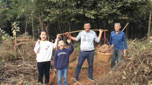 闲牛带家人到坡地里挖山货,发现一个巨无霸,拿回家煮糖水好吃