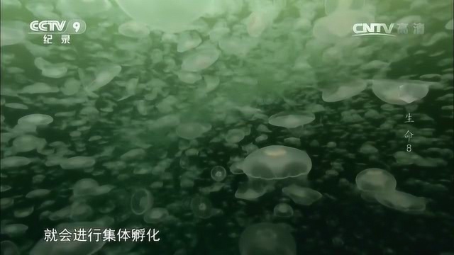 海月水母漂洋过海几千公里,一旦水温适合它们就会聚集繁衍后代