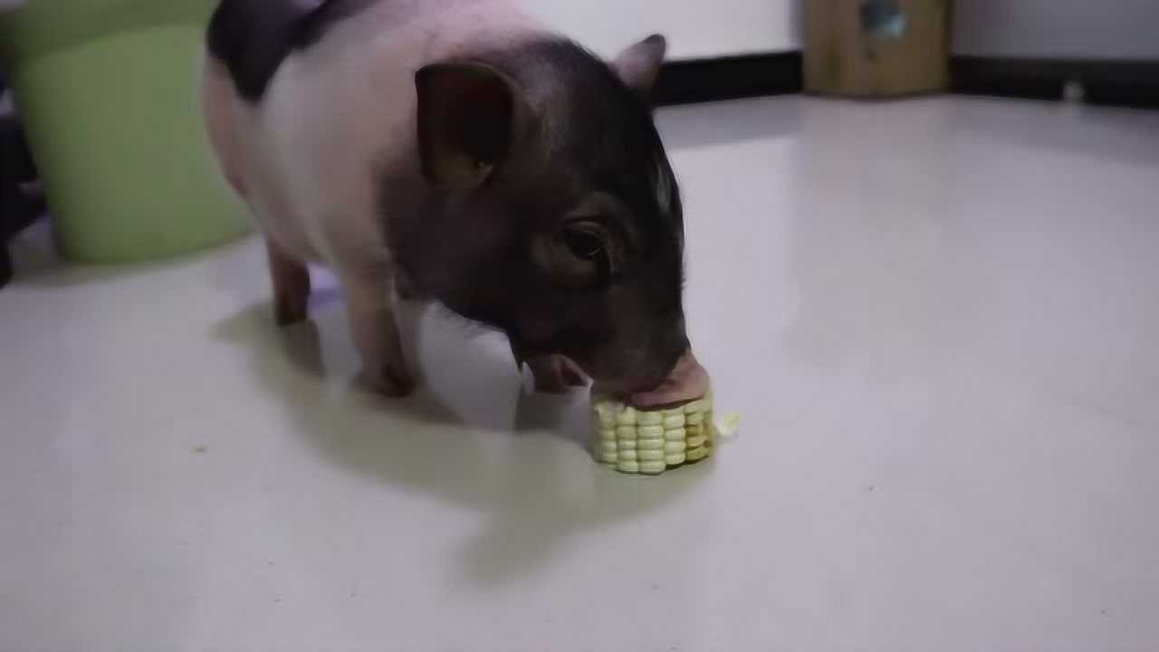 种玉米只适合生吃煮熟之后猪都不吃榨汁也是可以的