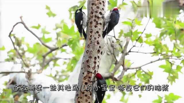 大家都被骗了!啄木鸟不是什么好鸟,看完之后才知道它们的真面目