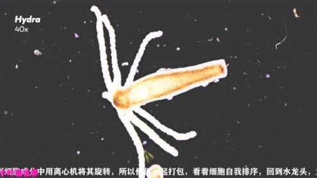 在自然水域中的微生物,提取水中微生物之后,感叹自然的力量