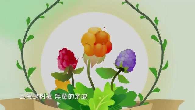 水果传:云莓是树莓,黑莓的亲戚,果实都是由花而来,果子古灵精怪