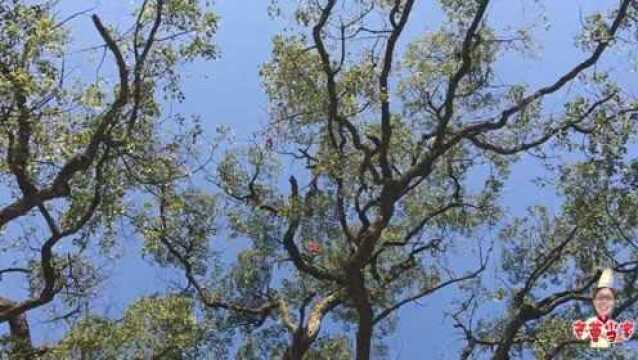 江西农村一棵300年古樟树,长在村子入口处,酷似门神是一道风景