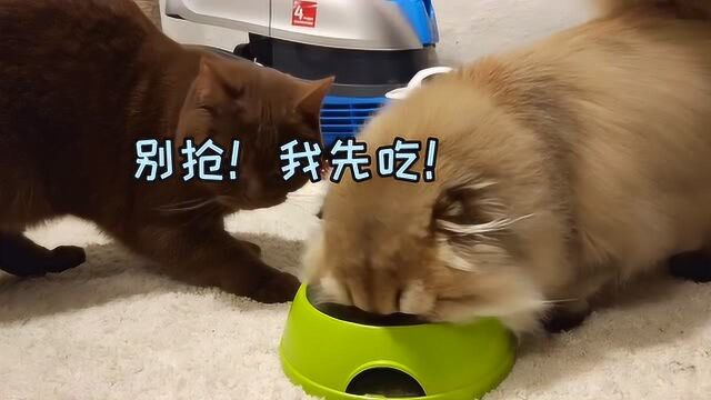 两只小猫咪暗中观察,你猜他们在看什么?