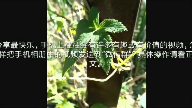 怎样把手机相册中的视频发送到微信群