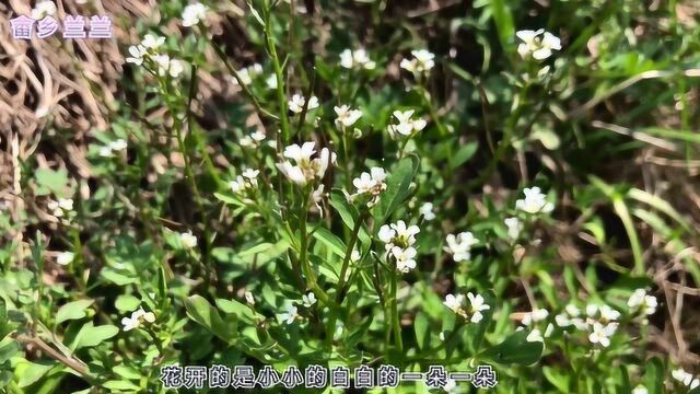 中国田间常见这种杂草还能当菜吃,做法有很多,它的药用价值还很高