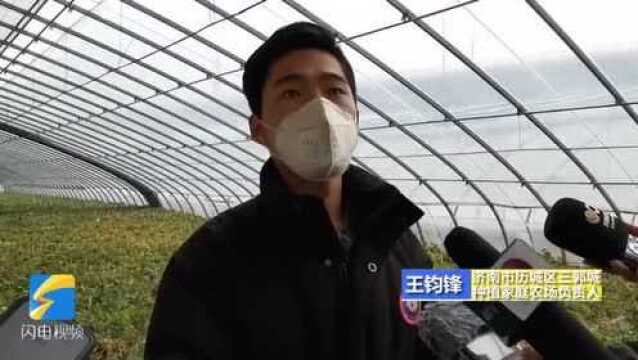 214张通行证助力销售 济南市历城区莓农销售有新招