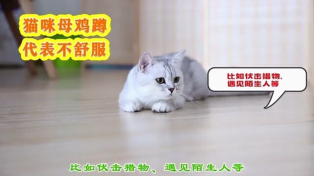 “母鸡蹲”代表猫咪真的非常不舒服!铲屎官别把无知当有趣