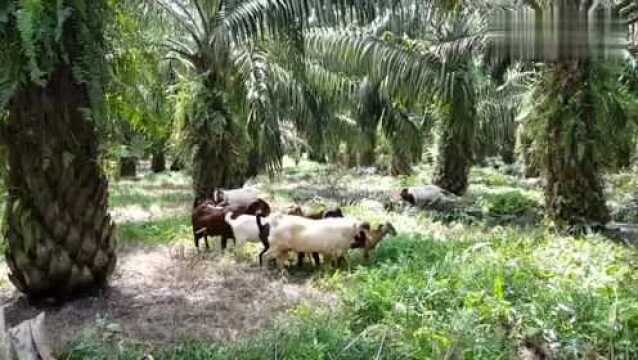 这里草木青青环境真不错,山羊和小伙伴在这里过得惬意悠闲