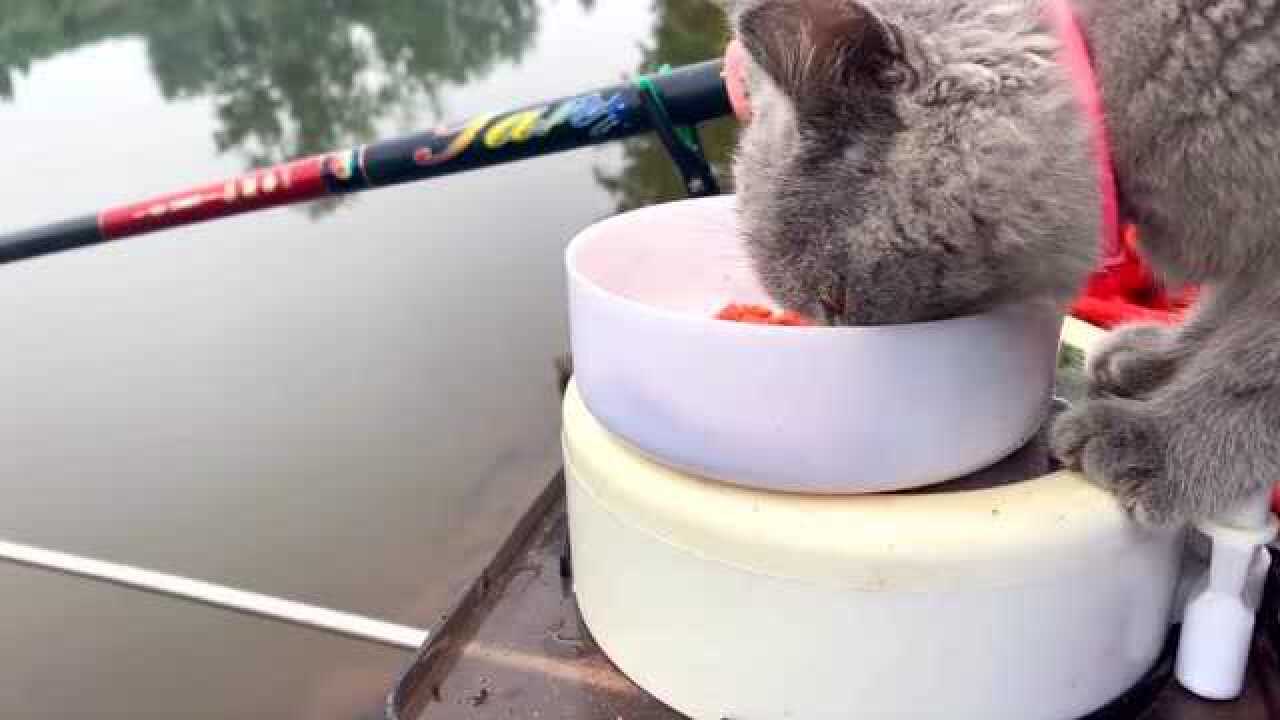 带猫咪来钓鱼它居然把鱼饵都吃了就这么饥不择食吗