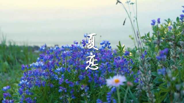 排箫金曲《夏恋》空灵清澈,放飞心灵!