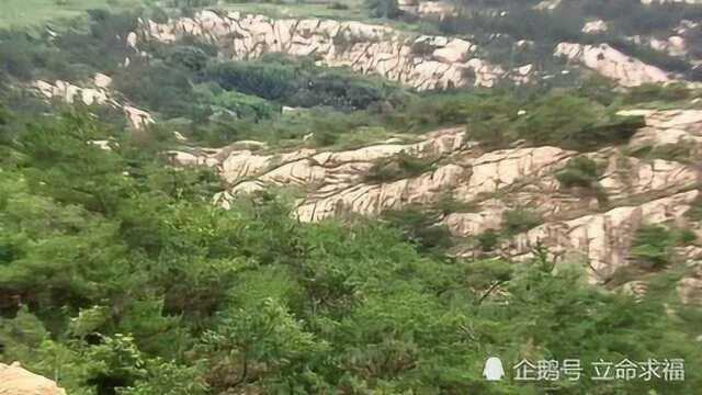 大山深处发现白鹭群栖息地,保护环境人人有责