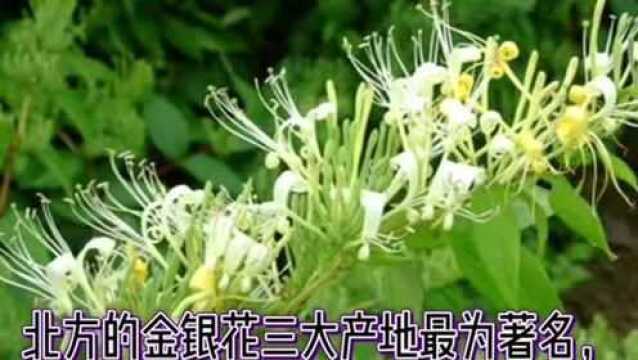 金银花常见问题:金银花产地哪里的产的最好(孕妇可以喝吗)?