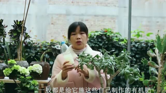 学会养护玉树“3要点”,简单方便,一年成老桩