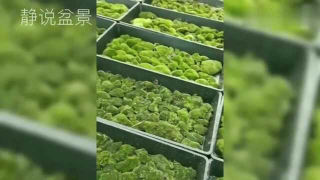 20块钱买一棵黄杨素材,创作奇石文人盆景,造型自然古朴浑然天成