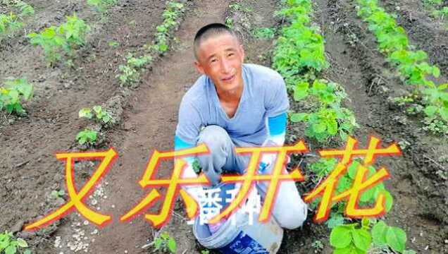 农民老爷乐开花,名药材川贝如何种植,农村川贝种植