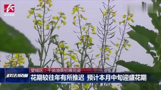 快来踏春吧!千亩油菜初展花姿,预计本月中旬迎来盛花期