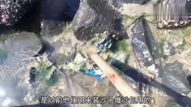 高温下鱼蟹纷纷出来“探头”赶海小伙收获200元一斤的大货