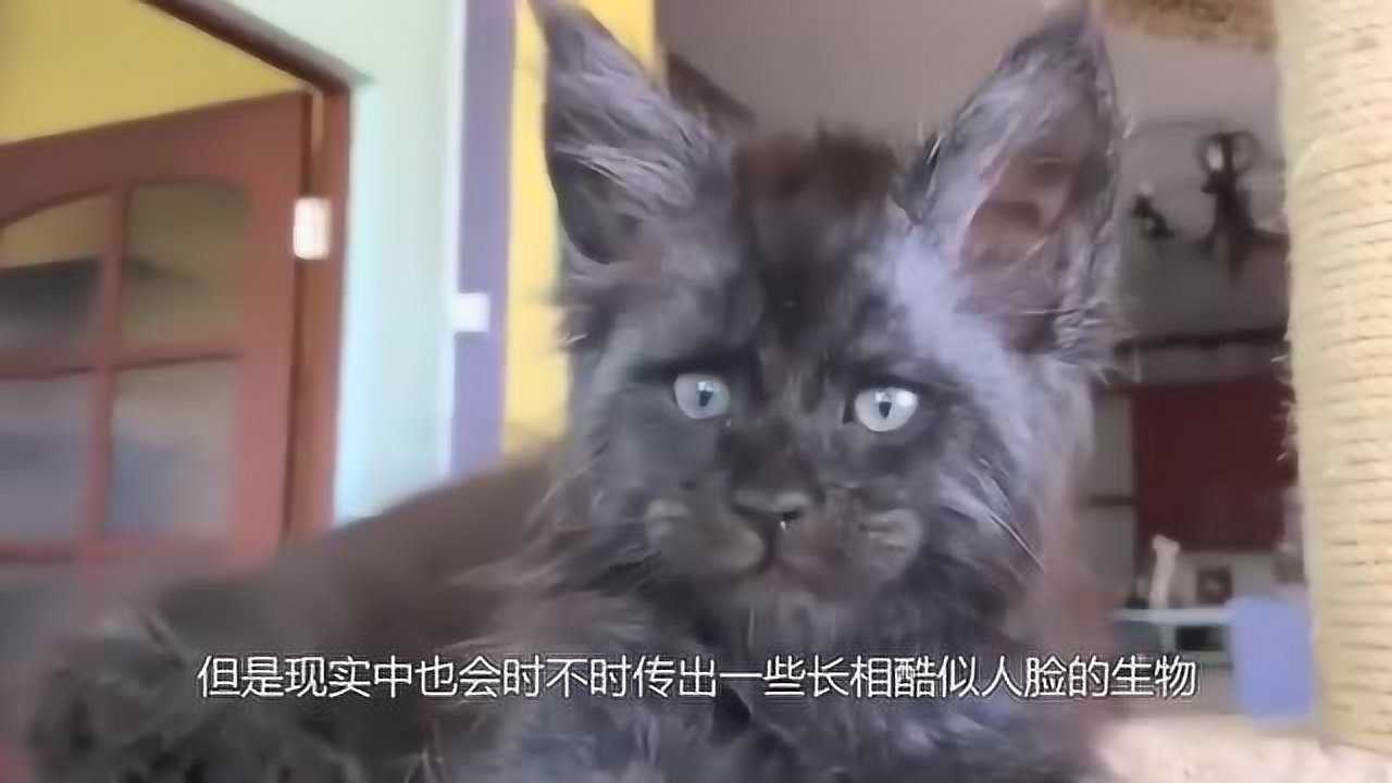 国外一只动物走红网络,长着人脸的"猪"网友:二师兄是你吗?