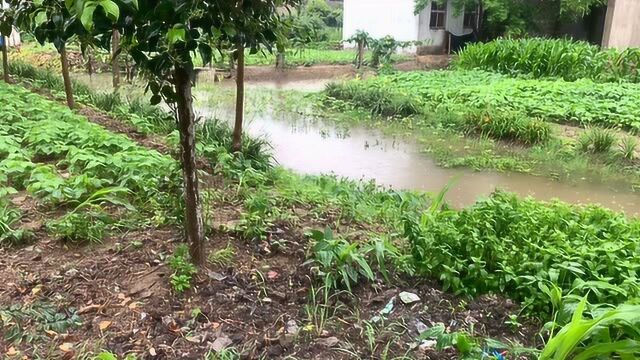 安徽宿州农村下雨了,让我们一起来聆听雨声,纯视频无解说