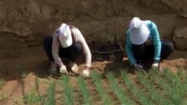 野生沙葱越来越少,男子在温室种植沙葱获成功,一年竟能收割七次