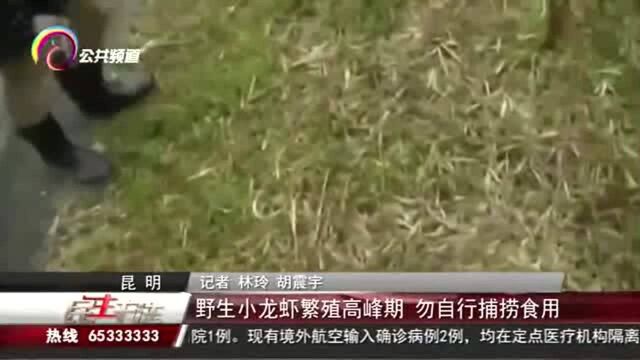 野生小龙虾繁殖高峰期,勿自行捕捞使用