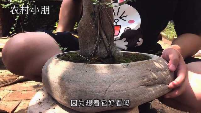 小朋自己做的附石盆景,为何变成了抱石盆景?大家看到底怎么回事