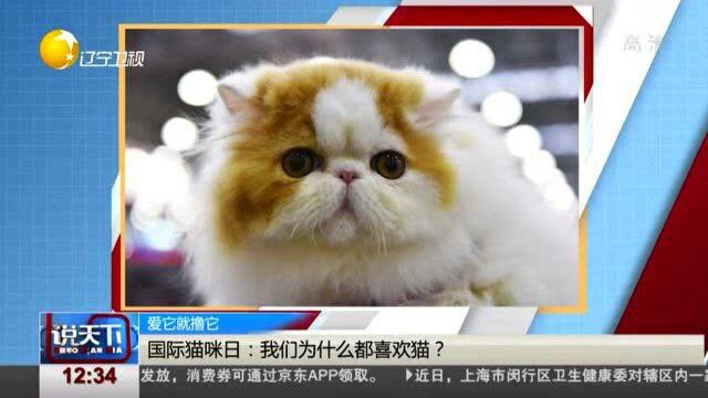 国际猫咪日:我们为什么都喜欢猫?