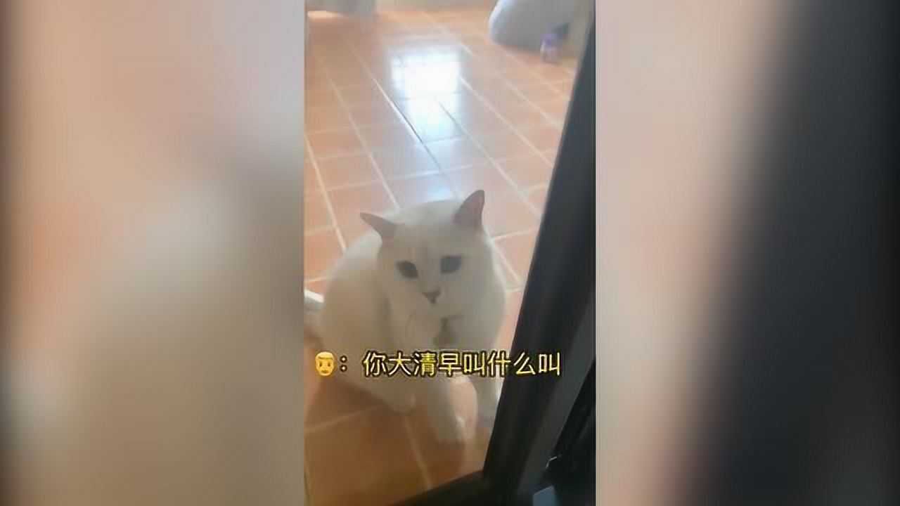 有只会说话的猫是什么体验?网友曝自家猫咪与自己对话看呆网友