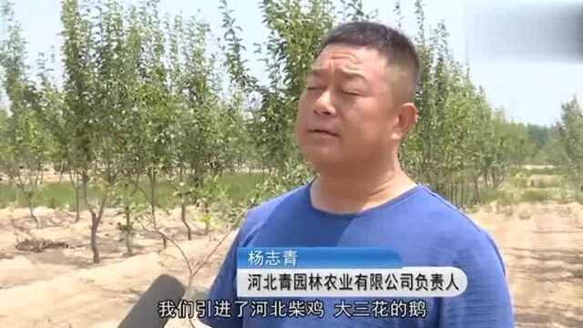 带领百姓致富的河北青园林农业有限公司