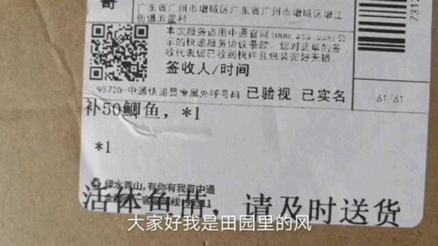 鲫鱼苗到货了,放养方法这样做,才是比较安全科学合理的