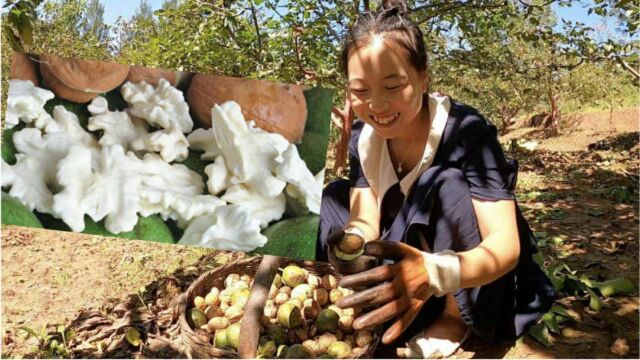 钻进30年老树核桃林,摘5000斤鲜核桃,每颗都鲜香甜嫩口齿留香