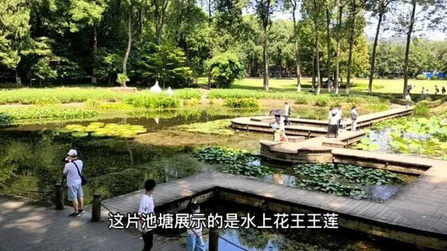 中国科学院武汉植物园是中国三大核心科学植物园之一