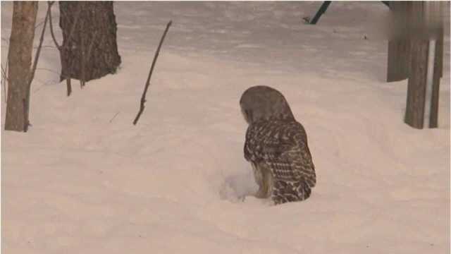 实拍猫头鹰捕猎松鼠,打瞌睡也抓到一只糊涂虫