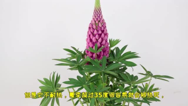 你见过传说中的鲁冰花吗?养护简单,开有个性,适合家庭盆栽