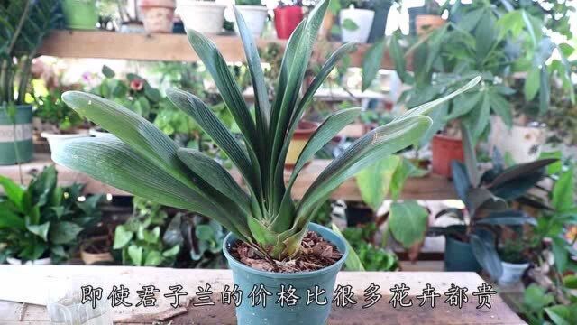 教你最简单的3招,栽出高价君子兰,用的材料真简单