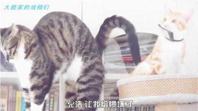 424:臭味相投的猫咪总爱玩在一起,耐心的允浩猫咪像幼儿园阿叔