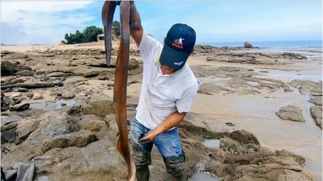 300平2米深泥巴坑发现不对劲,抽干一看竟藏深海“猛龙”太凶了